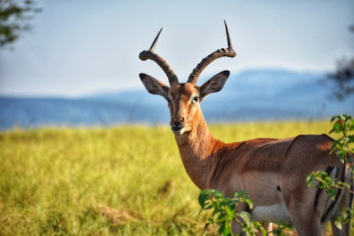 Cerf Brun Sur Champ D'herbe Verte