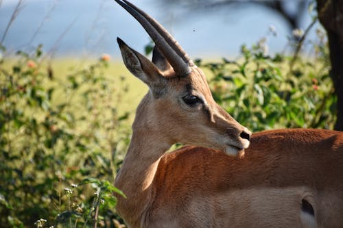 бесплатная Мелкофокусная фотография антилопы Стоковое фото