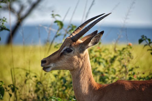 Selektive Fokusfotografie Der Braunen Antilope