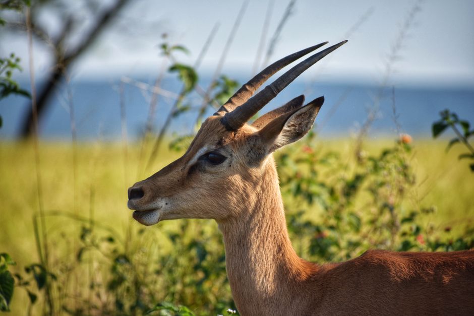 dead animal removal near me Diamond Bar dead animal removal Diamond Bar