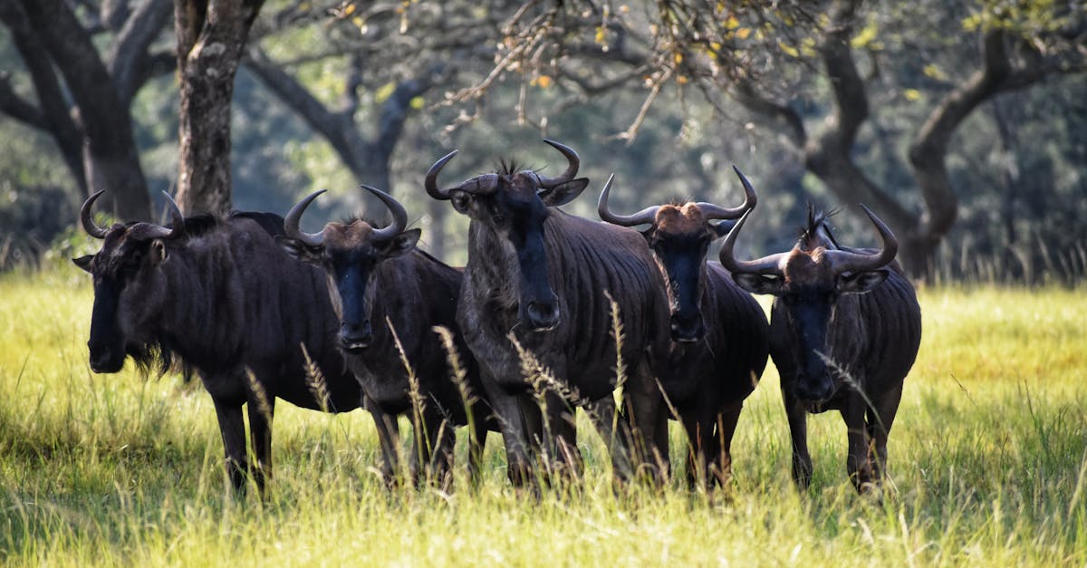Photography of Group of Black Ox
