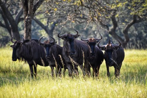 Free A herd of wildebeests stands in a grassy savanna surrounded by trees during daylight. Stock Photo