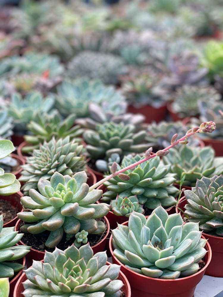 Succulent Plants In Pots