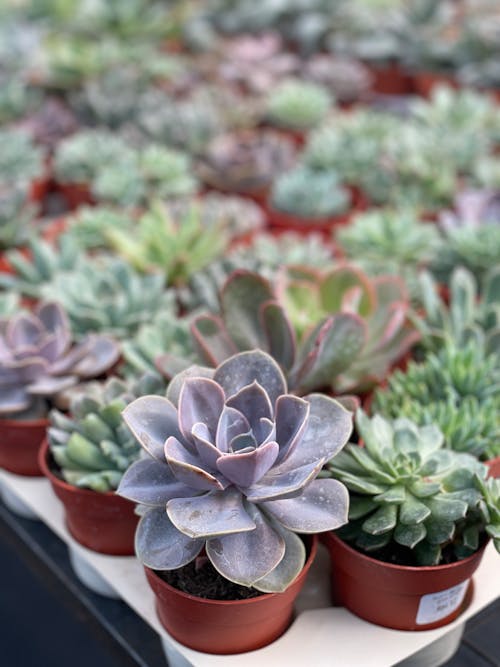 Close Up Photo of Succulent Plants