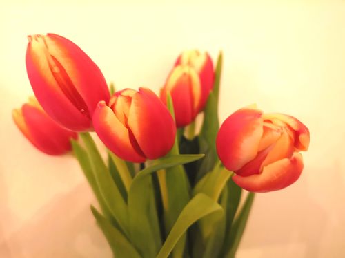 Free Toulips Stock Photo