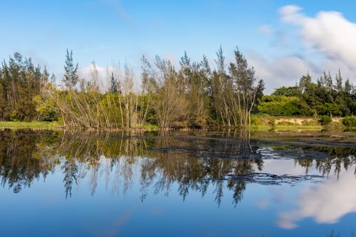 Free A peaceful lake scene in Brazil showing trees and their reflections under a clear blue sky. Stock Photo