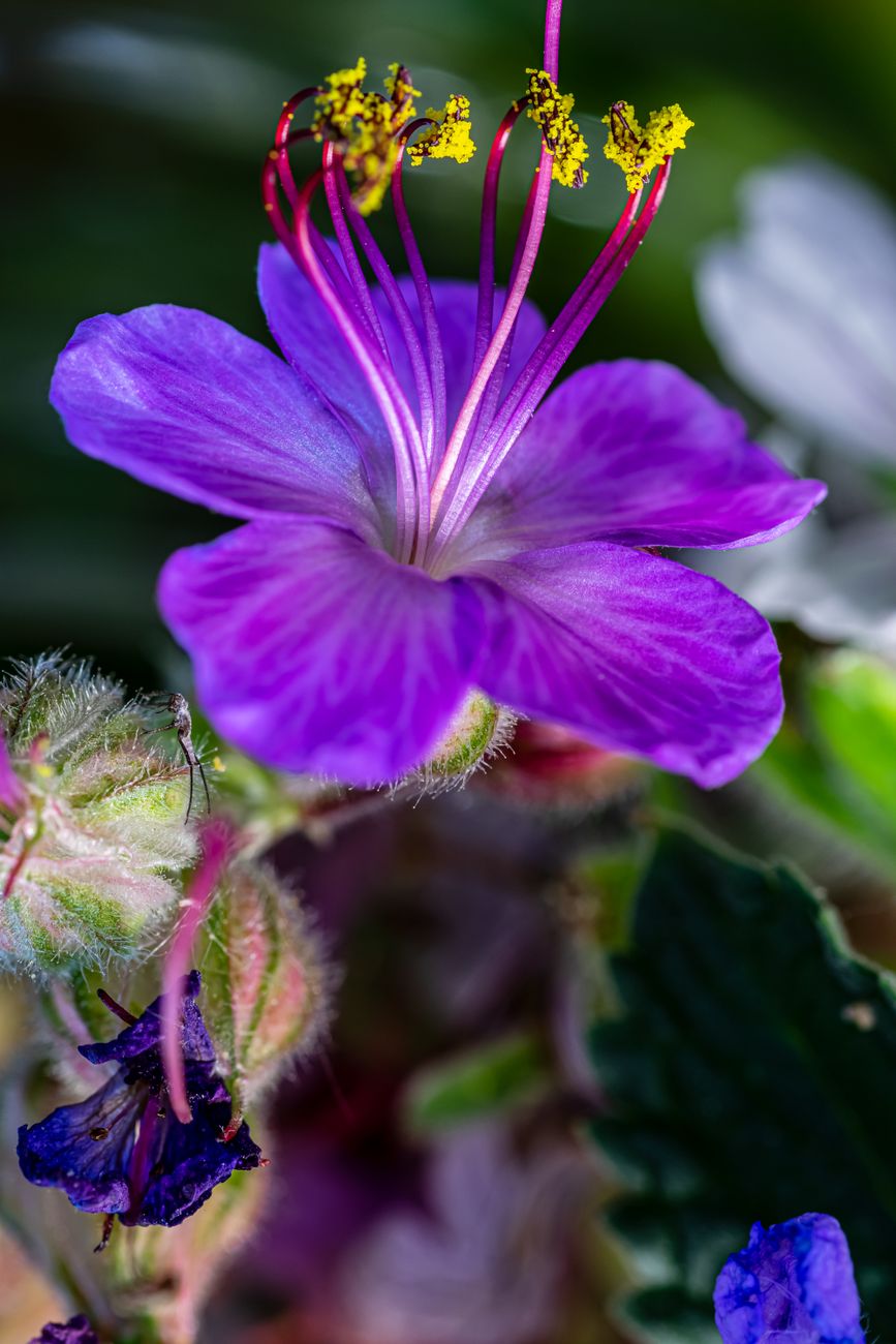 clematis with nepeta and hardy geraniums at its base