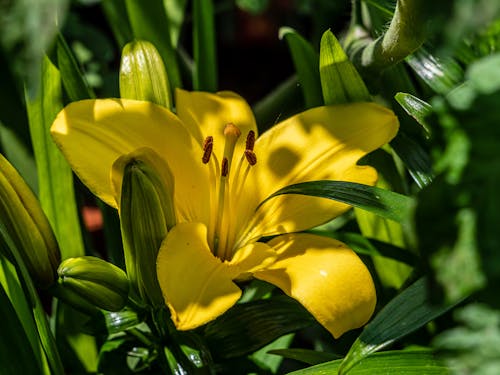 Bahçe, büyüyen, çiçek içeren Ücretsiz stok fotoğraf