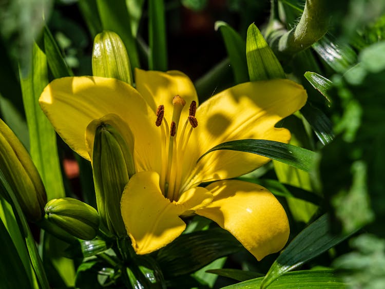 Yellow Lily Flower Growing In Garden