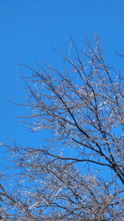 Free stock photo of icy tree blue sky