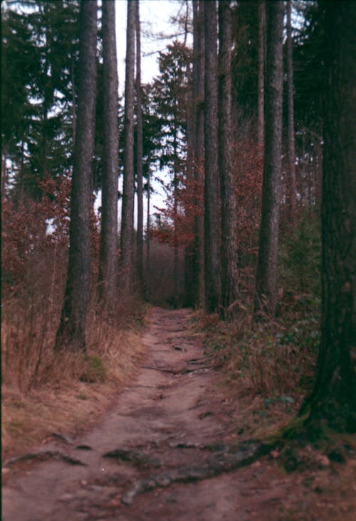 무료 수직 쐈어, 숲, 야외에서의 무료 스톡 사진