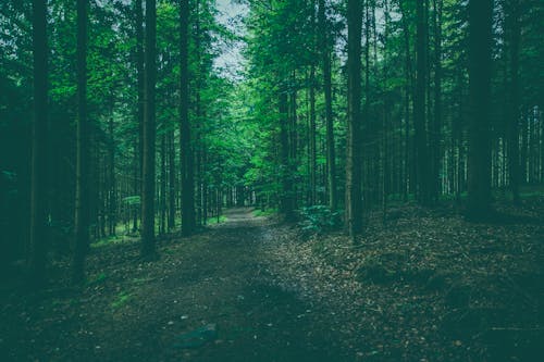 Imagine de stoc gratuită din arbori, cale, codru