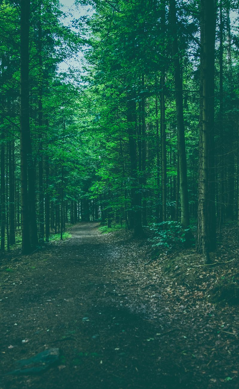 The Silence Protocol: 24 Hours With Zero Input
