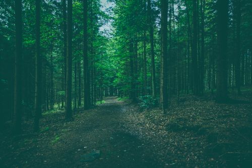 Free Peaceful forest path surrounded by lush green trees in the daytime. Stock Photo