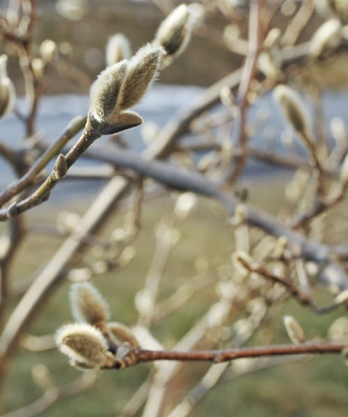 Kostenloses Stock Foto zu äste, baum, blühen