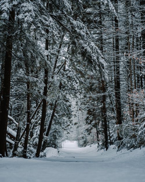 Free A serene snow-covered forest path in winter, showcasing tall trees and tranquil nature. Stock Photo