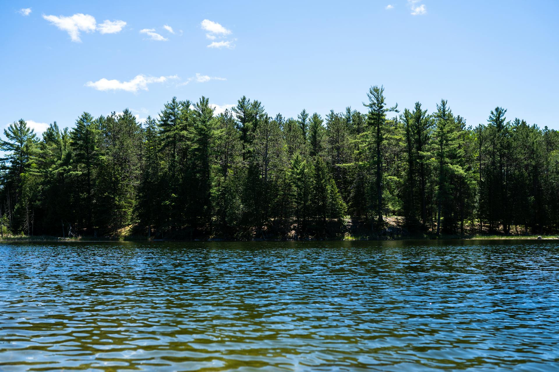 A tranquil view of a lush forest bordering a calm lake under a clear sky in Woodview, Ontario.