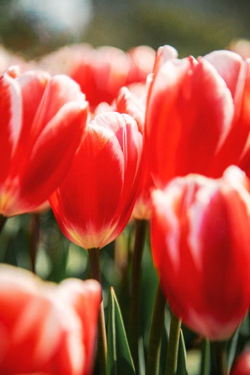 Free A vivid, close-up view of red tulips in full bloom, showcasing nature's beauty. Stock Photo