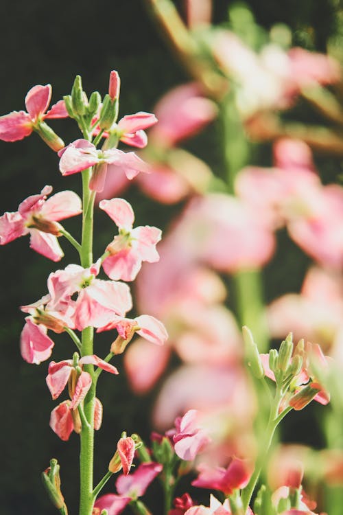 Immagine gratuita di botanica, crescita, delicato