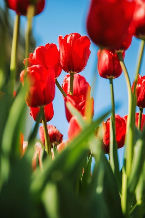 Fotobanka s bezplatnými fotkami na tému čerstvý, červené tulipány, jar