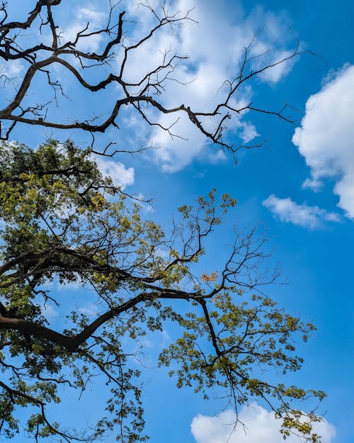  Tree Branches Under the Sky