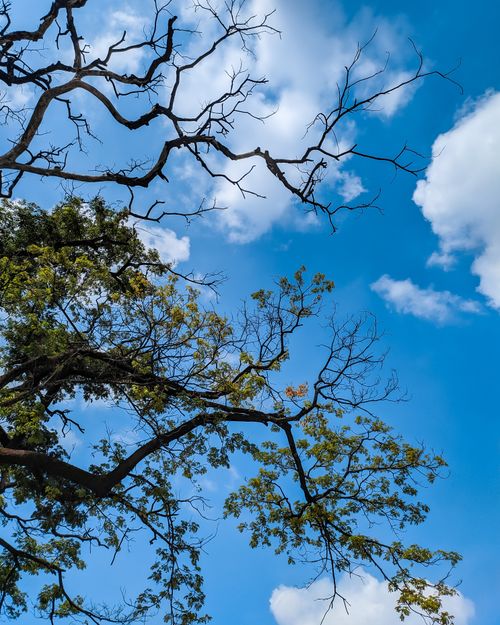 Free Capturing the beauty of tree branches against a vibrant blue sky with scattered clouds. Stock Photo