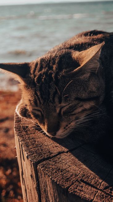 A serene tabby cat sleeping outside on a tree stump in the sun by the water.