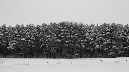 Snow Covered Field and Trees