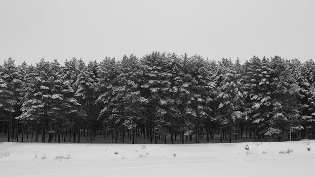 A serene view of a snow-covered forest in Naberezhnye Chelny, Russia, in winter.