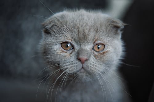 Free Gray Cat with Brown Eyes Stock Photo
