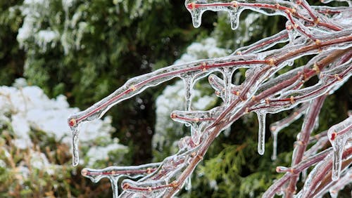 Free stock photo of icy branches trees