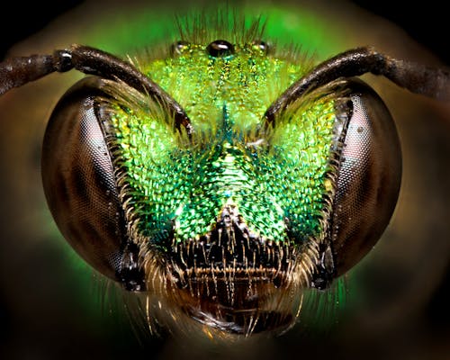 Бесплатное стоковое фото с глаза, жук, зеленый