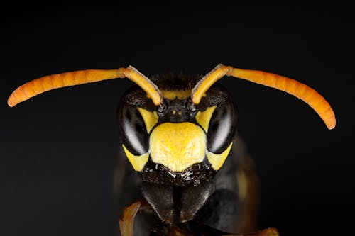 Kostenloses Stock Foto zu augen, biene, gelb