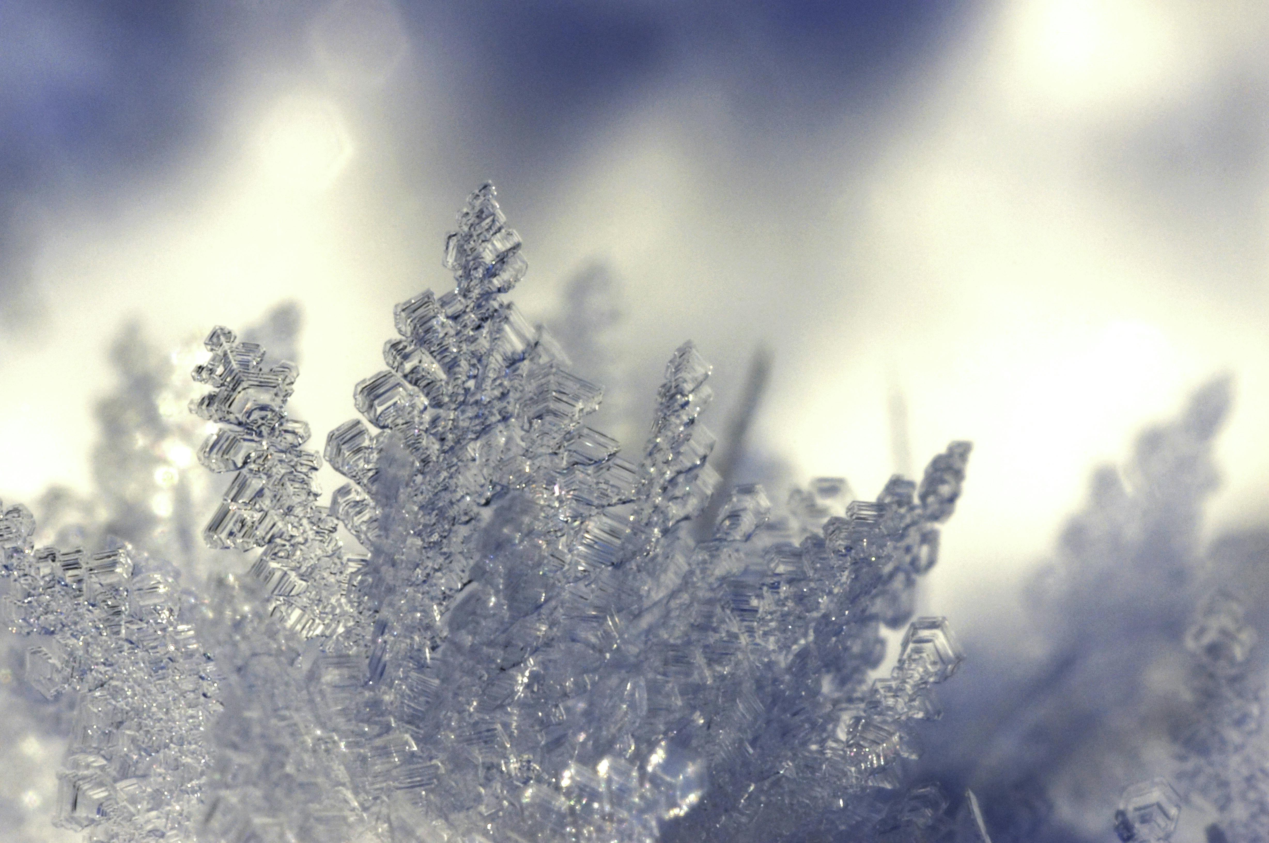 Frost Photos, Download The BEST Free Frost Stock Photos \u0026 HD Images