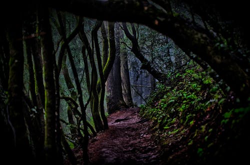 Бесплатное стоковое фото с жуткий, лес, темный