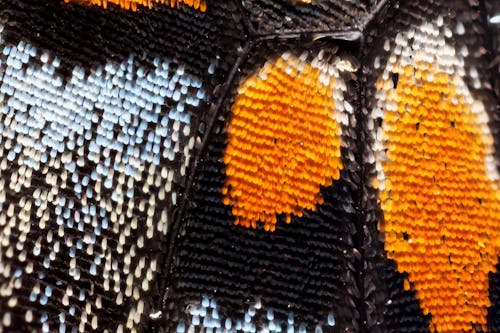 Darmowe zdjęcie z galerii z makro, motyl, skrzydło