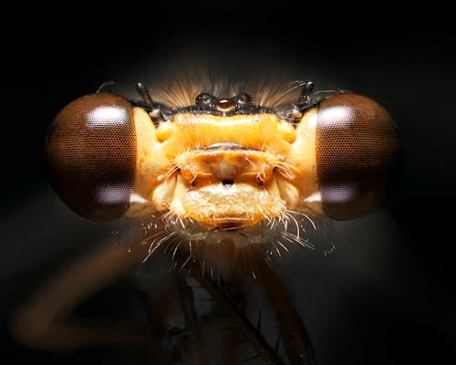 Безкоштовне стокове фото на тему «комаха, макрофотографія, очі»