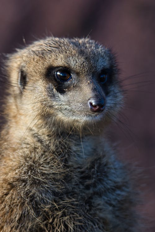 Δωρεάν στοκ φωτογραφιών με meerkat, άγρια φύση, άγριος