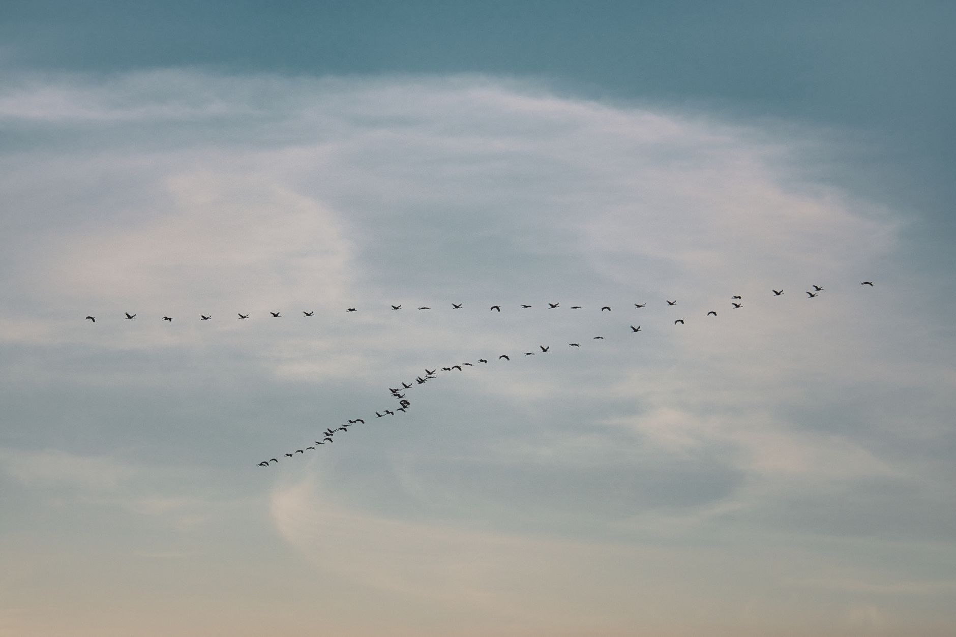 A peaceful view of a flock of birds flying against a blue sky with white clouds, showcasing nature's beauty.