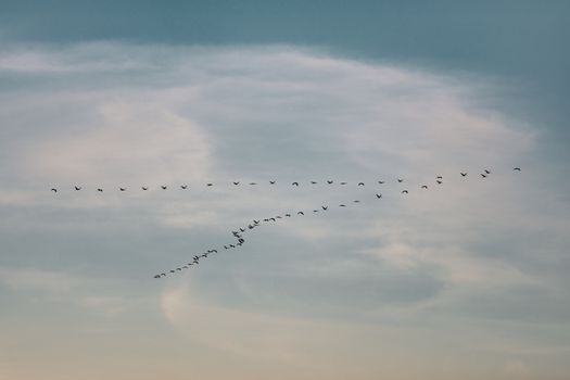 A peaceful view of a flock of birds flying against a blue sky with white clouds, showcasing nature's beauty.