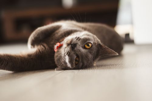 Free Charming British Shorthair cat lying playfully on floor with bright eyes and soft fur, indoors. Stock Photo