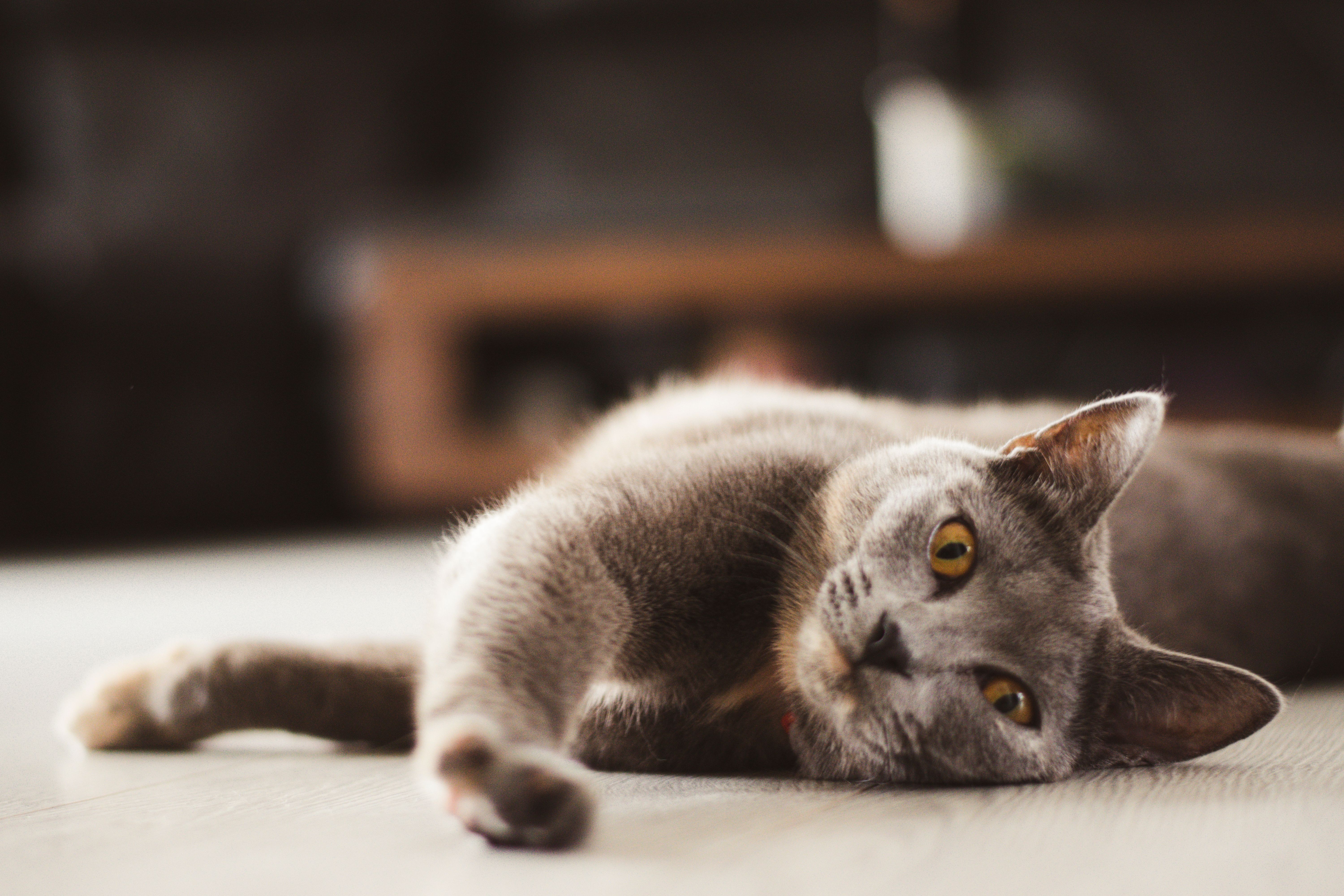 Best Pet Wellness Plans for Routine Care (May 2026) — Photo by Ion Ceban  @ionelceban on Pexels