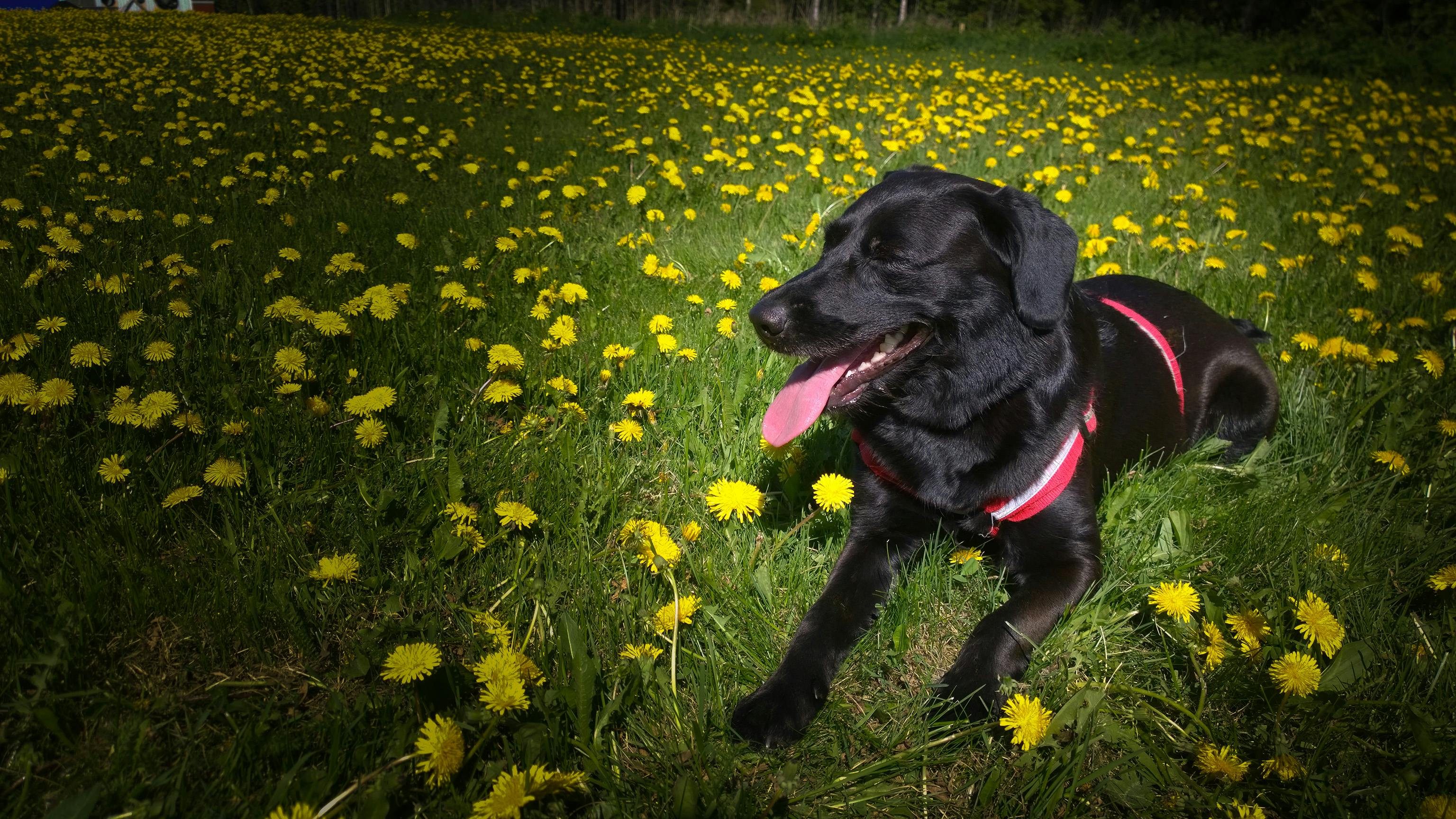 Free stock photo of dog, flower, summer
