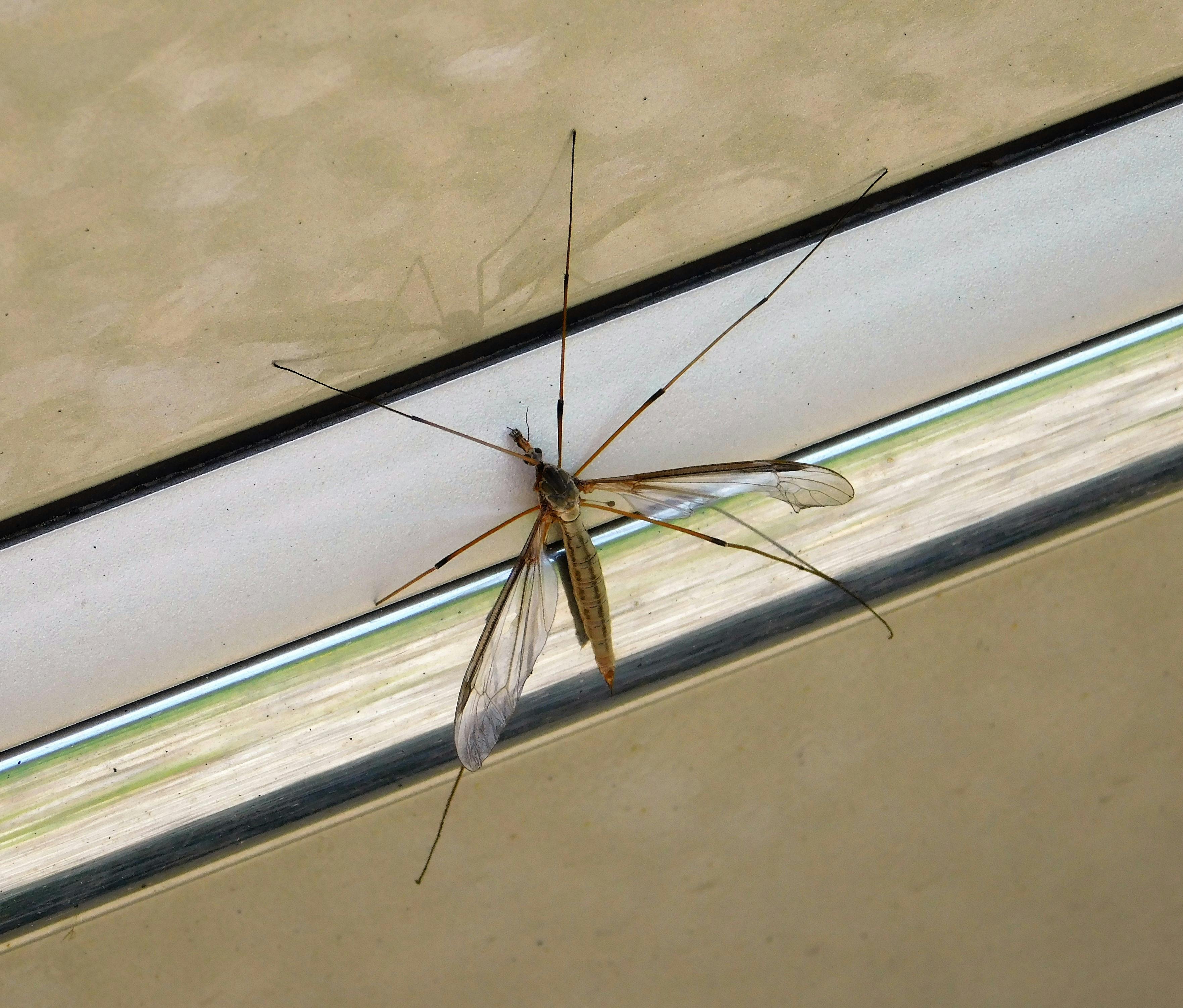 Imágenes de mosquito halcón