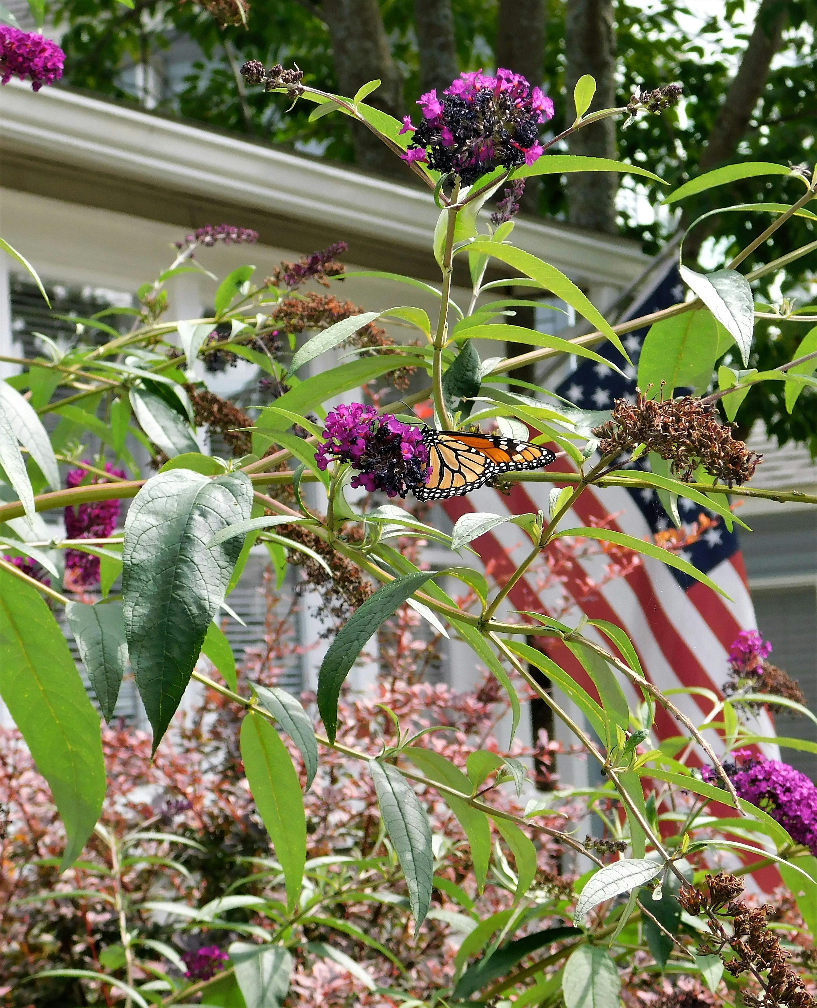 アメリカの国旗 フラワーズ モナーク蝶の無料の写真素材
