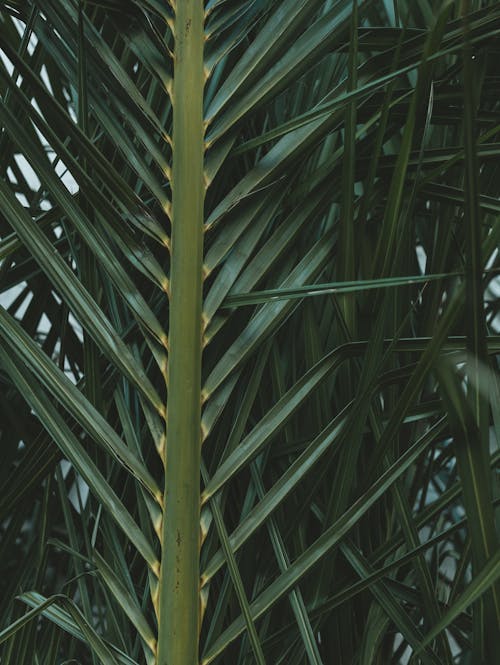 Green Palm Leaves in Close Up Shot