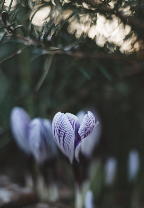 Kostnadsfri bild av blomfotografi, blomning, lila blomma