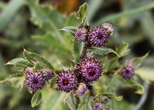 Immagine gratuita di ape sul fiore, delizia viola, fiore viola