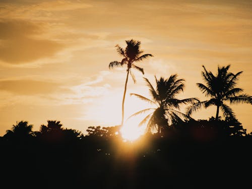 Silhouette of Palm Trees during Sunset