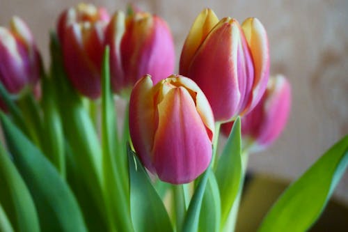 Pink Tulips in Close Up Shot